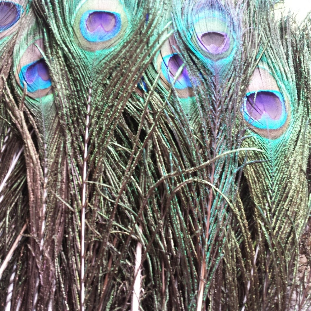 PEACOCK Feathers - Picture 3 of 4